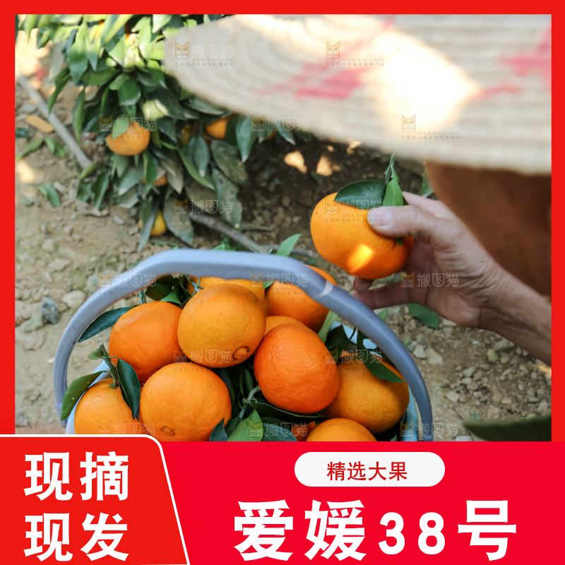 手里拿着爱媛果冻橙