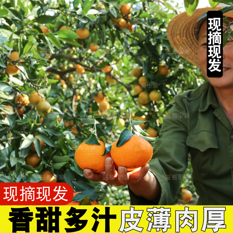 手里拿着爱媛果冻橙