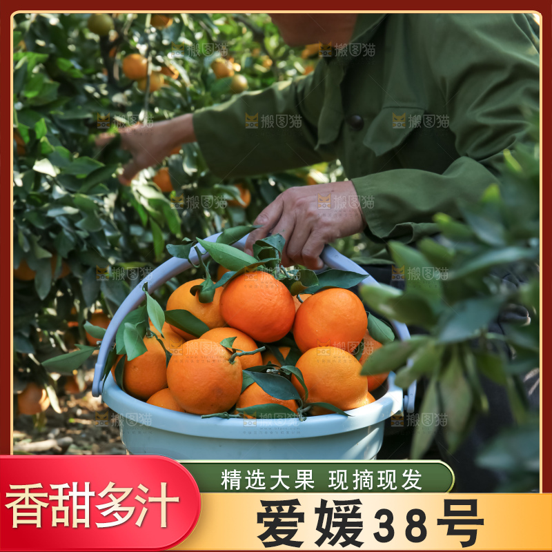手里拿着爱媛果冻橙
