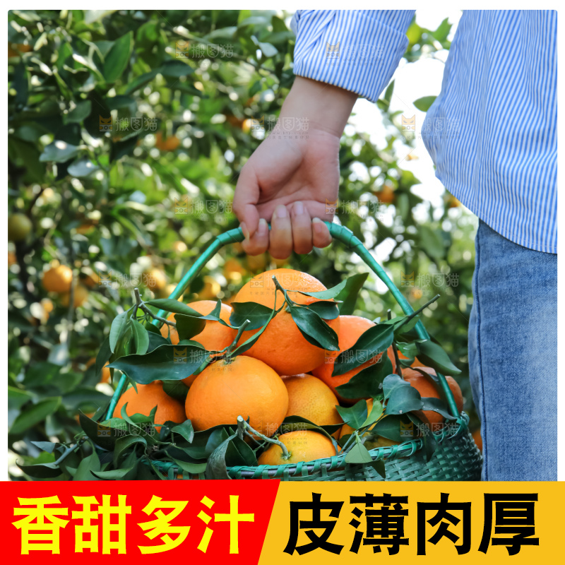 手里拿着爱媛果冻橙