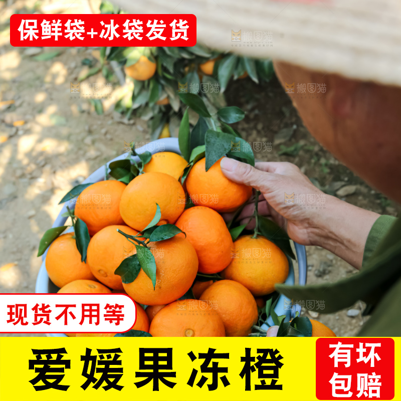 手里拿着爱媛果冻橙