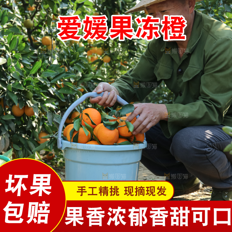 手里拿着爱媛果冻橙