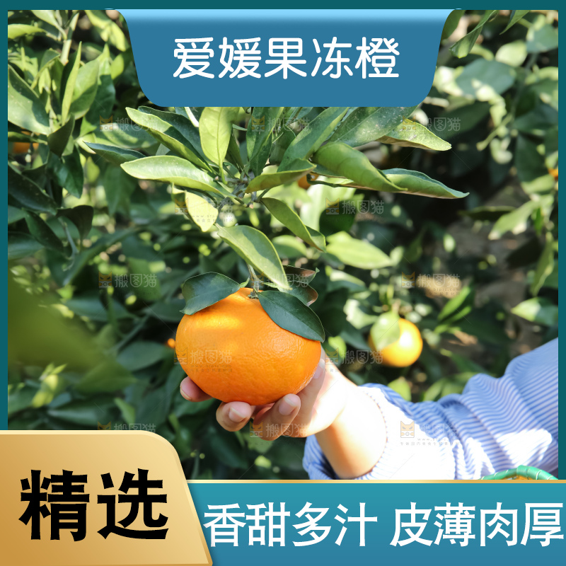手里拿着爱媛果冻橙