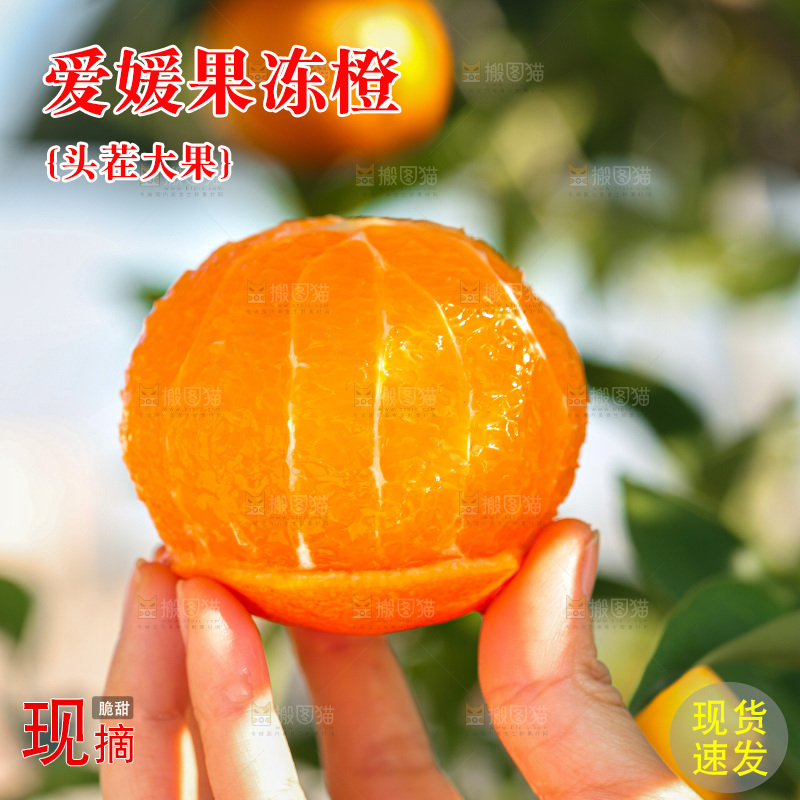 手里拿着爱媛果冻橙