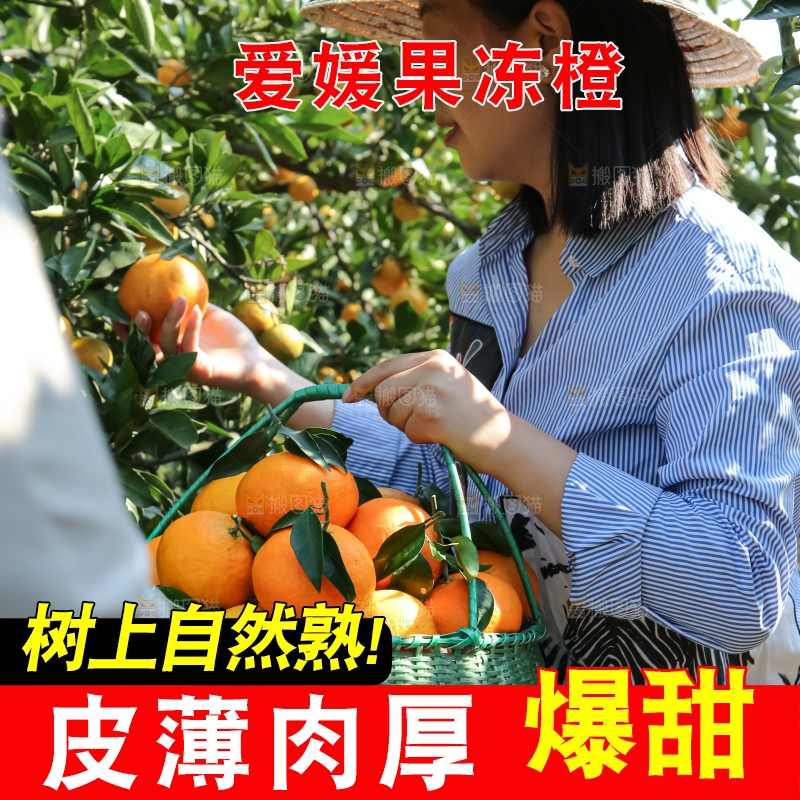 手里拿着爱媛果冻橙