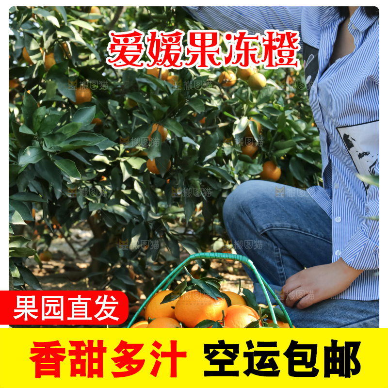 手里拿着爱媛果冻橙