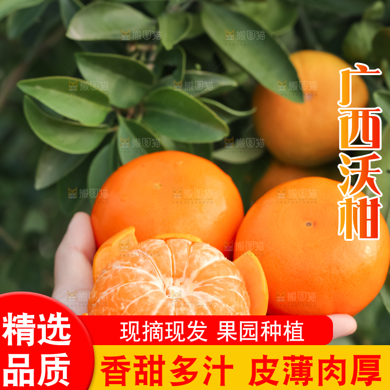 手里拿着新鲜沃柑