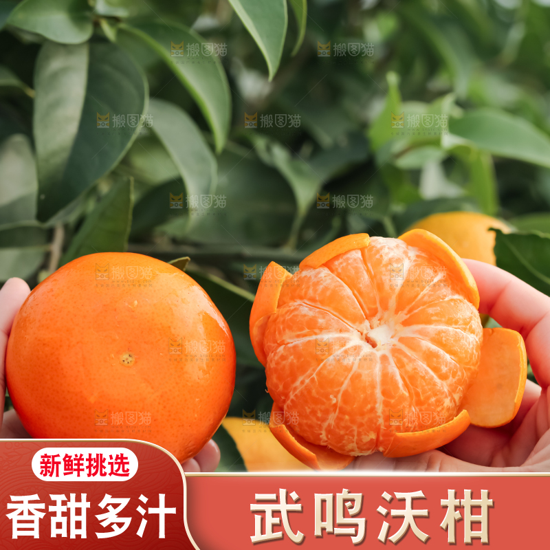 手里拿着新鲜沃柑