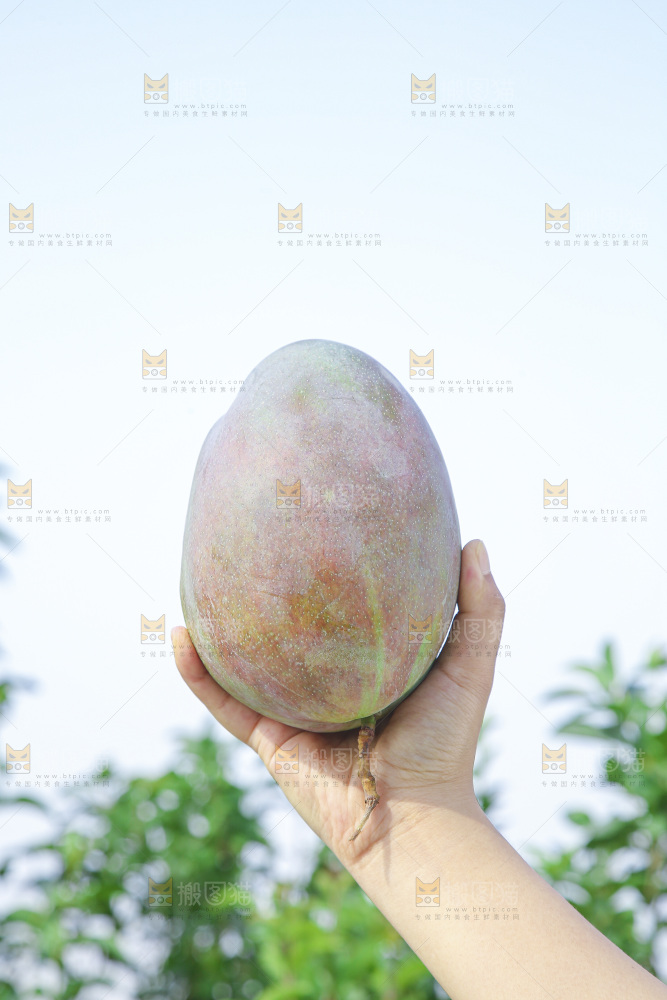 手里拿着新鲜凯特芒
