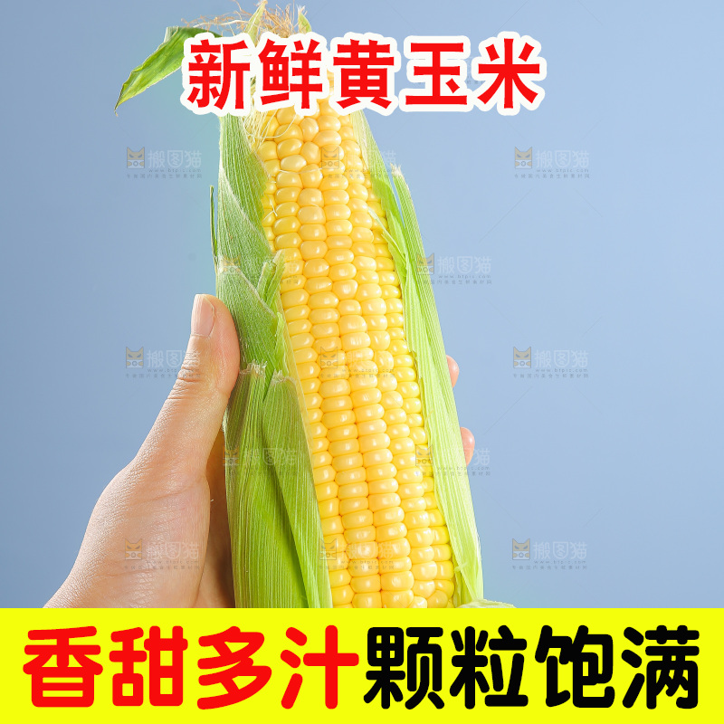 浅底上的黄玉米