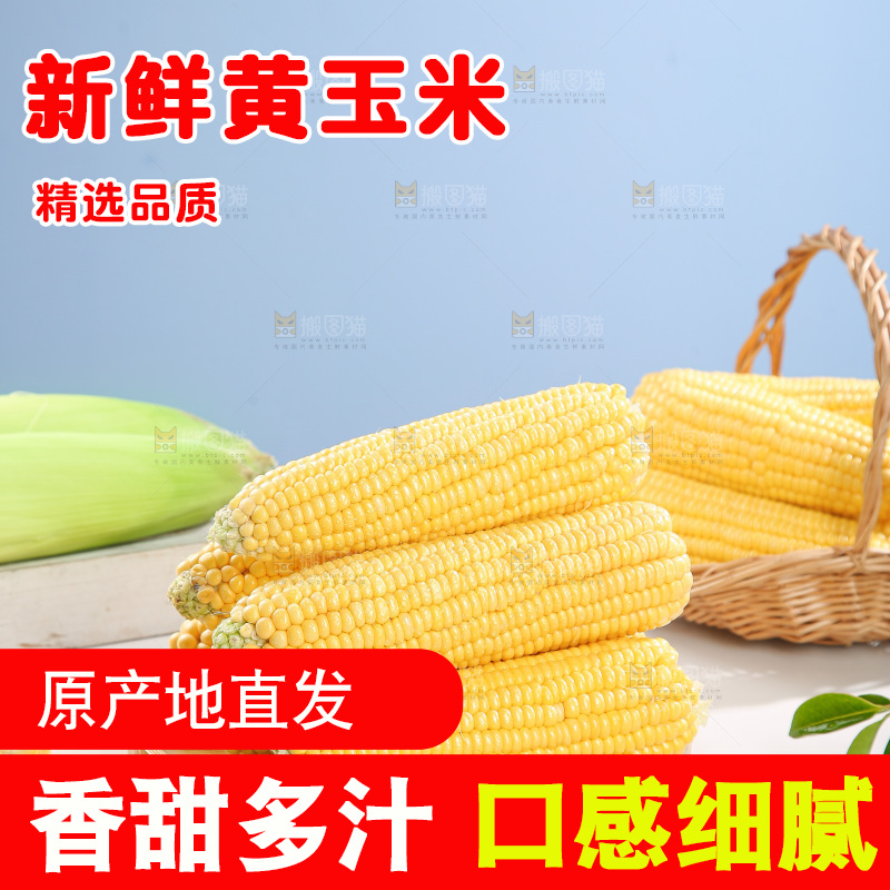 浅底上的黄玉米