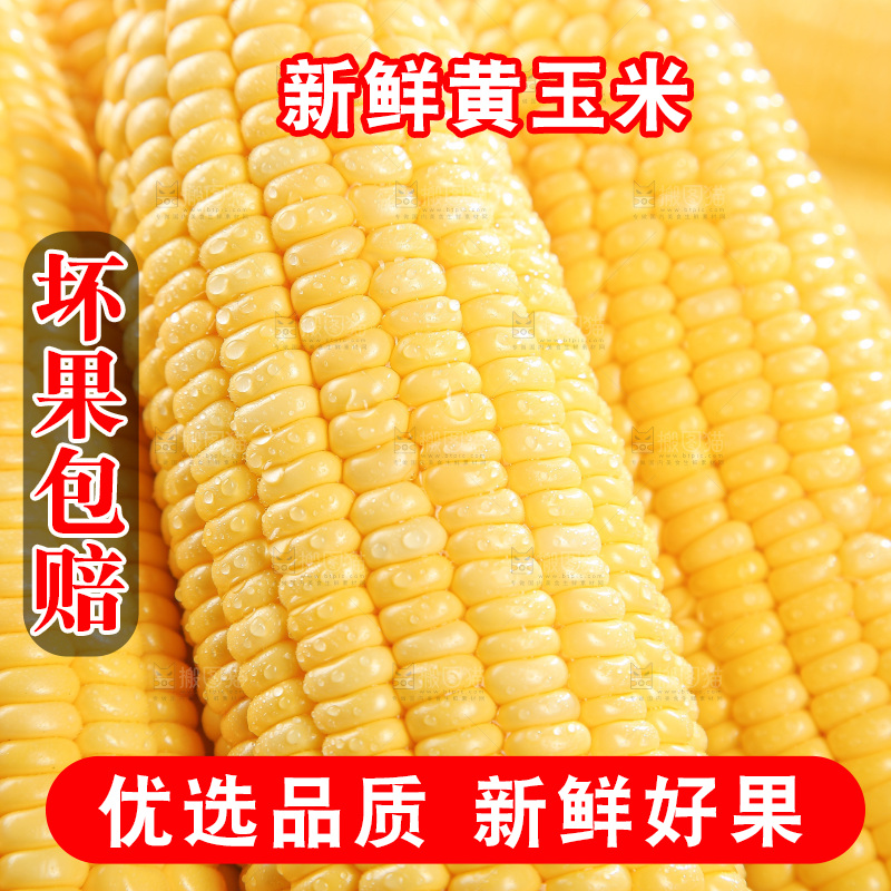 浅底上的黄玉米