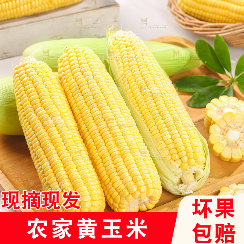 浅底上的黄玉米