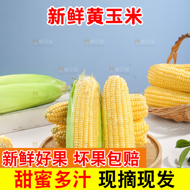 浅底上的黄玉米