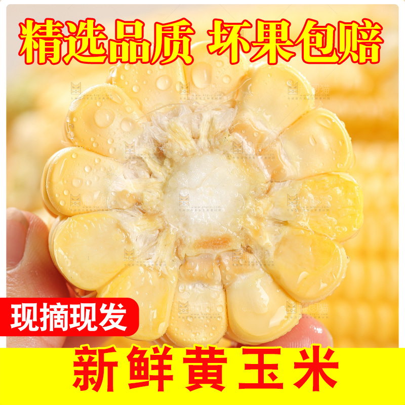 浅底上的黄玉米