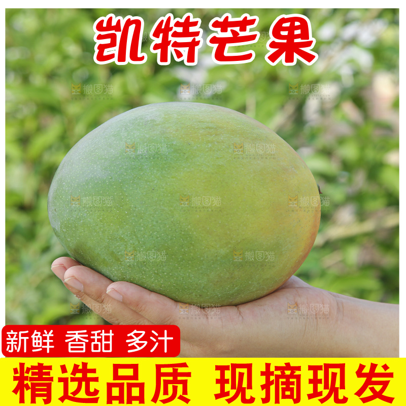 手里拿着新鲜凯特芒