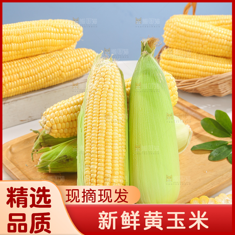 浅底上的黄玉米