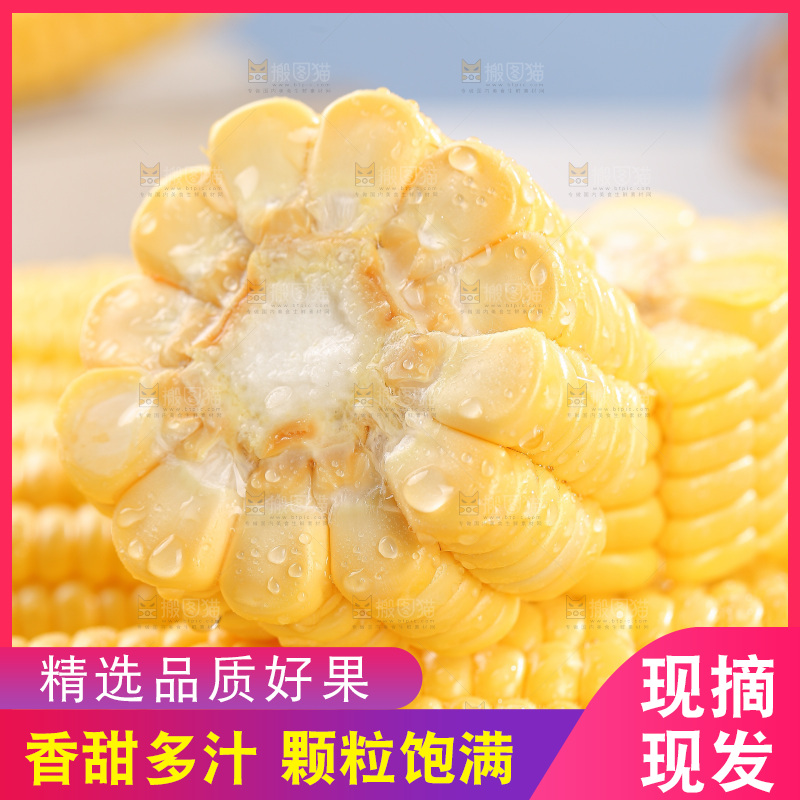 浅底上的黄玉米