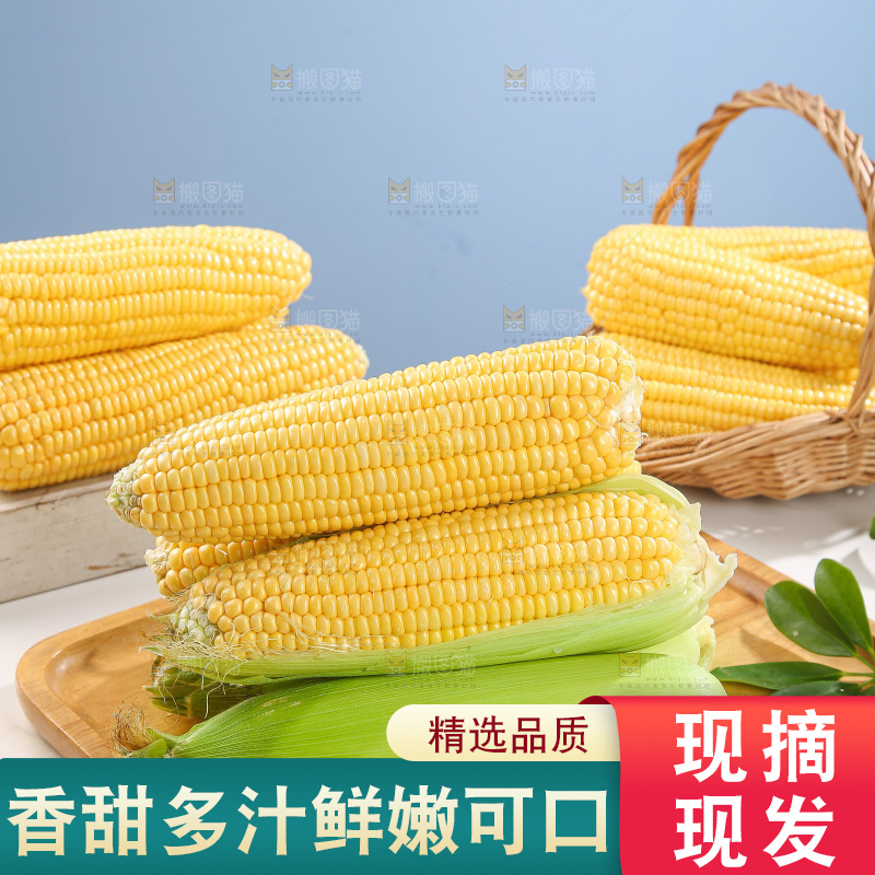 浅底上的黄玉米
