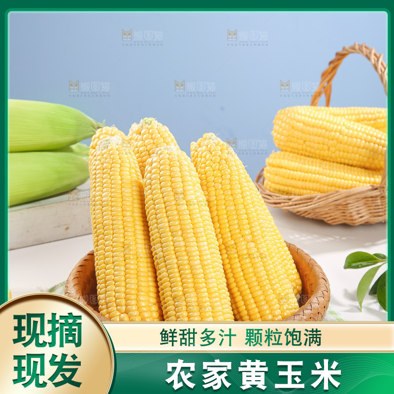 浅底上的黄玉米