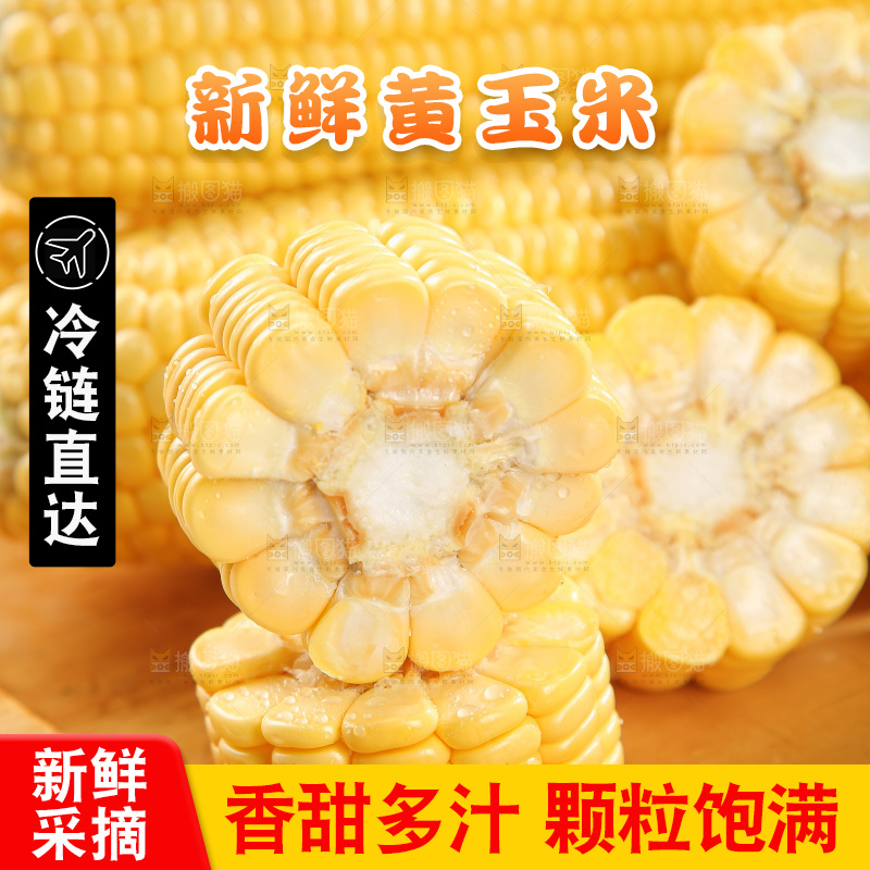 浅底上的黄玉米
