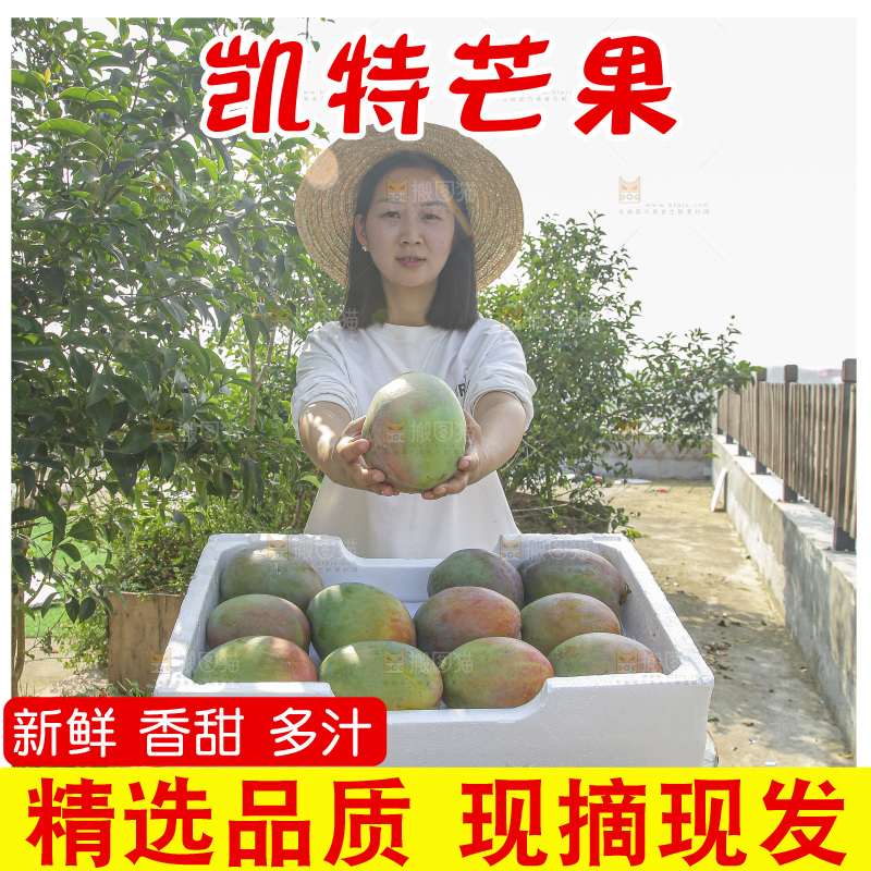 手里拿着新鲜凯特芒