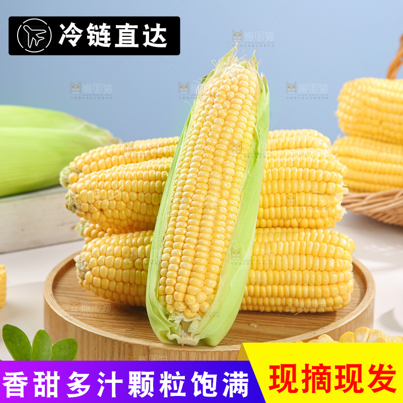 浅底上的黄玉米