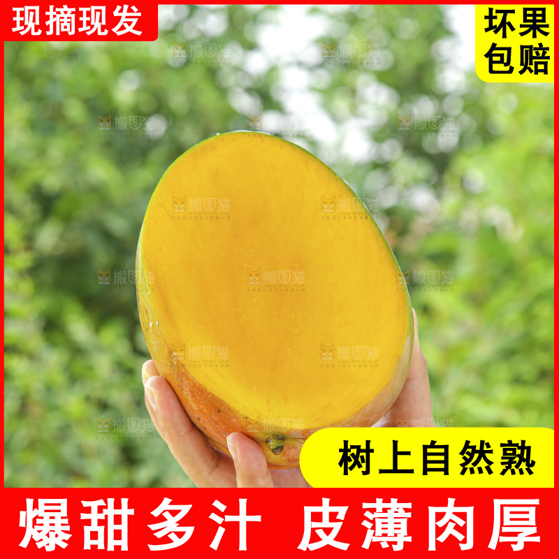 手里拿着新鲜凯特芒