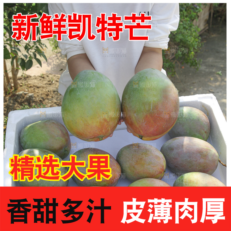 手里拿着新鲜凯特芒