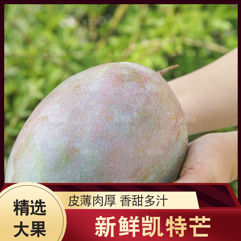 手里拿着新鲜凯特芒