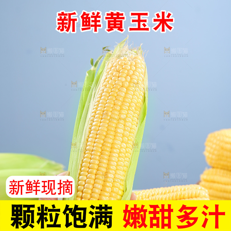 浅底上的黄玉米
