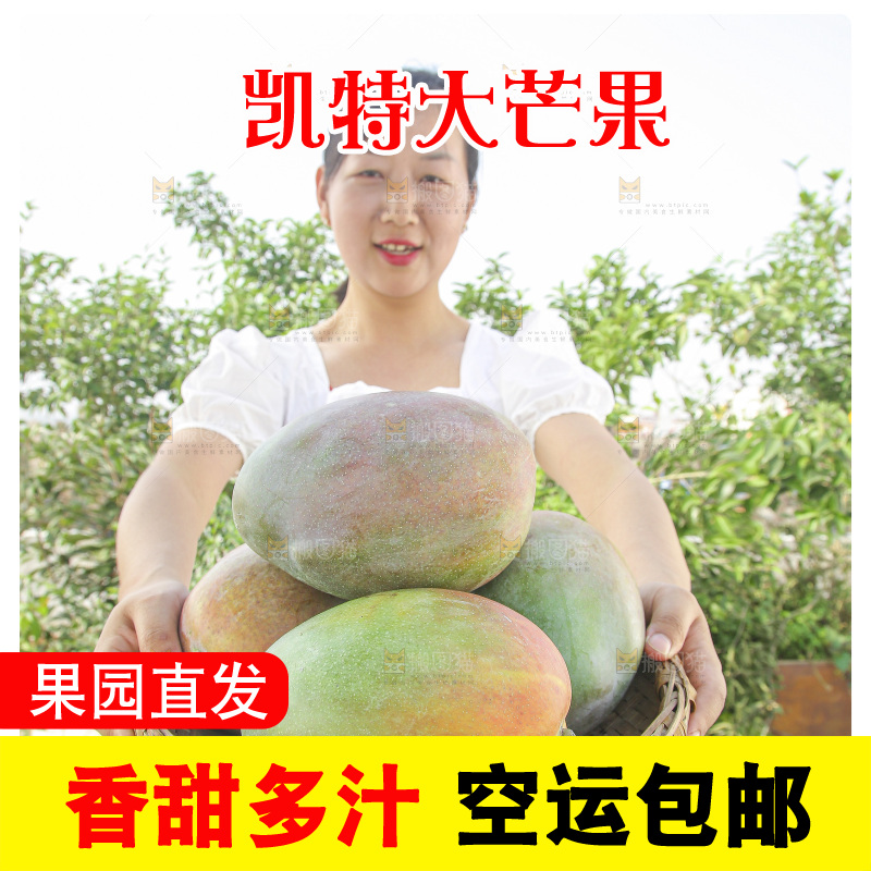 手里拿着新鲜凯特芒