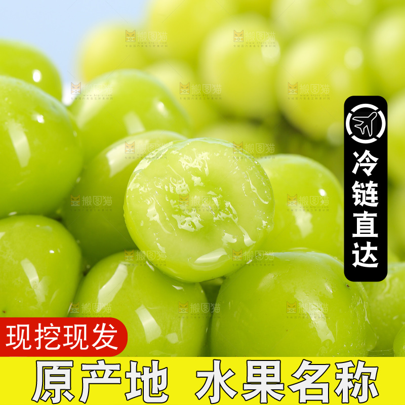 浅底上的阳光玫瑰