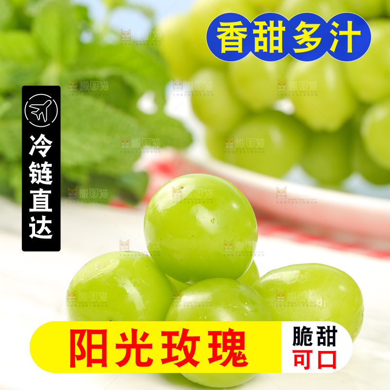浅底上的阳光玫瑰