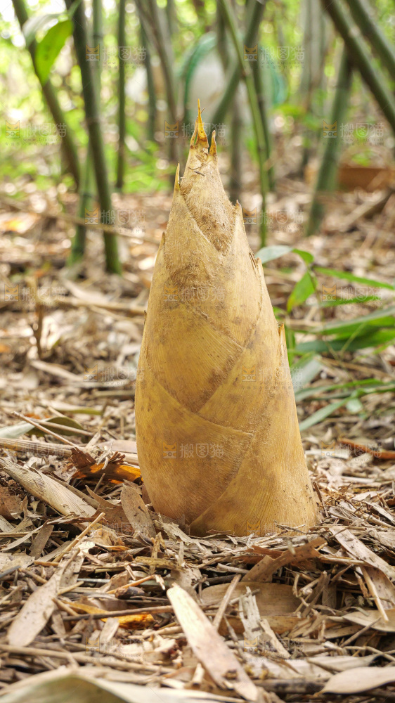 竹林现挖的冬笋