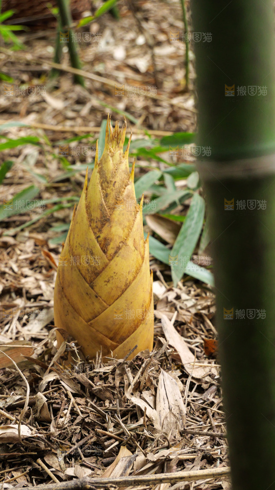竹林现挖的冬笋