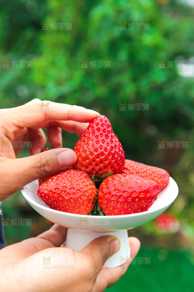 礼盒装新鲜丹东草莓