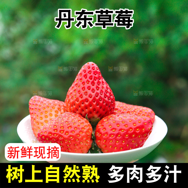 浅底上的丹东大草莓