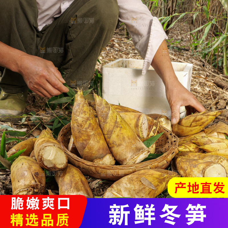 竹林现挖的冬笋