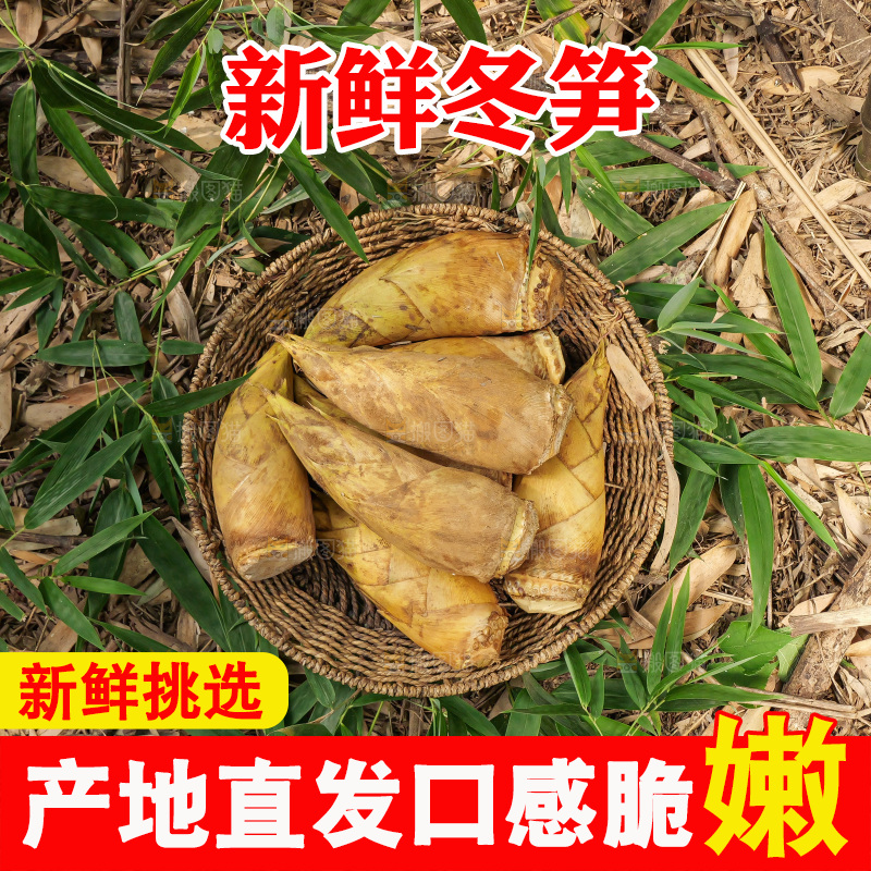 竹林现挖的冬笋