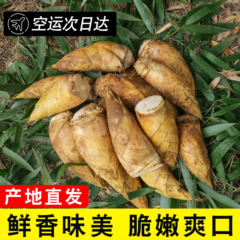 竹林现挖的冬笋