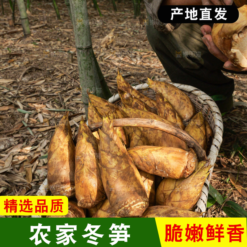 竹林现挖的冬笋