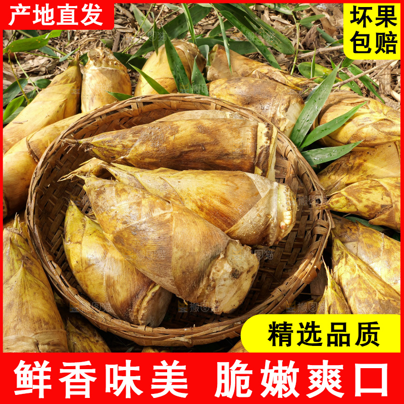 竹林现挖的冬笋
