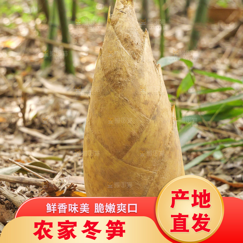 竹林现挖的冬笋