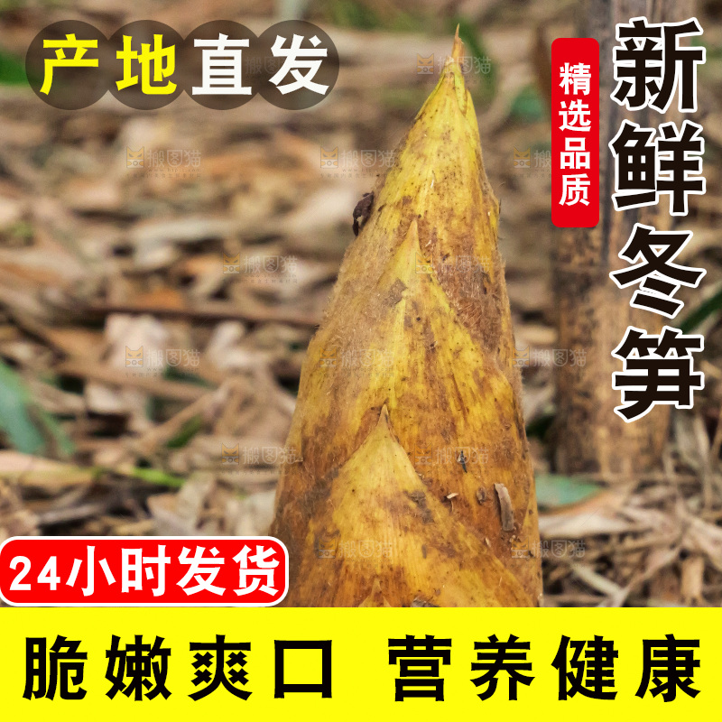 竹林现挖的冬笋