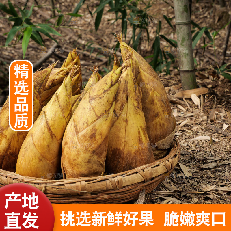 竹林现挖的冬笋