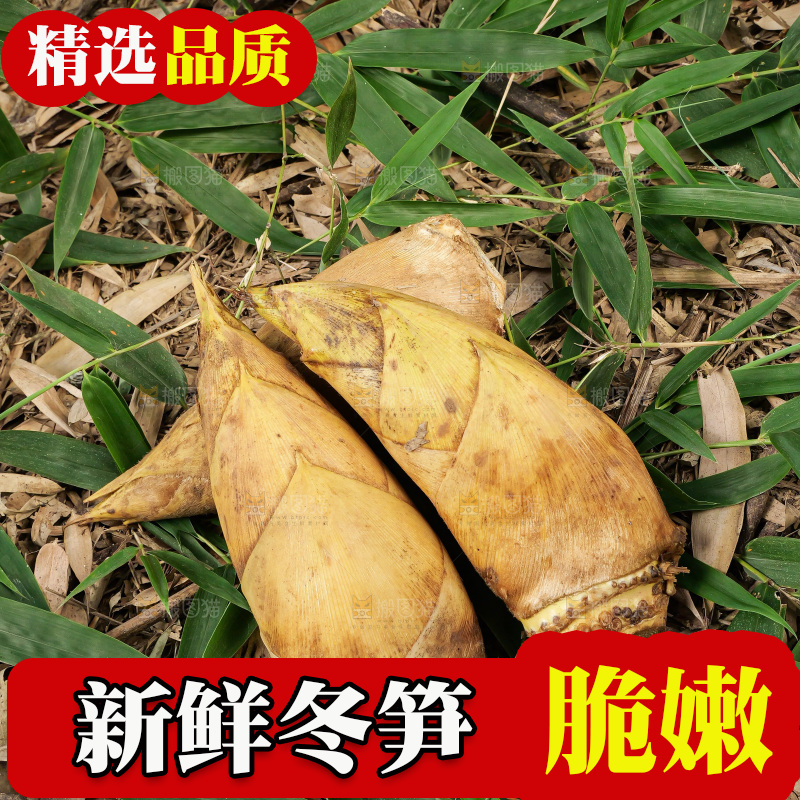 竹林现挖的冬笋
