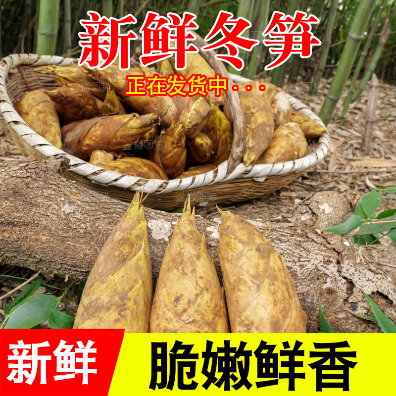 竹林现挖的冬笋