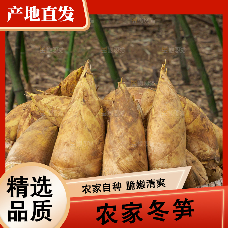 竹林现挖的冬笋