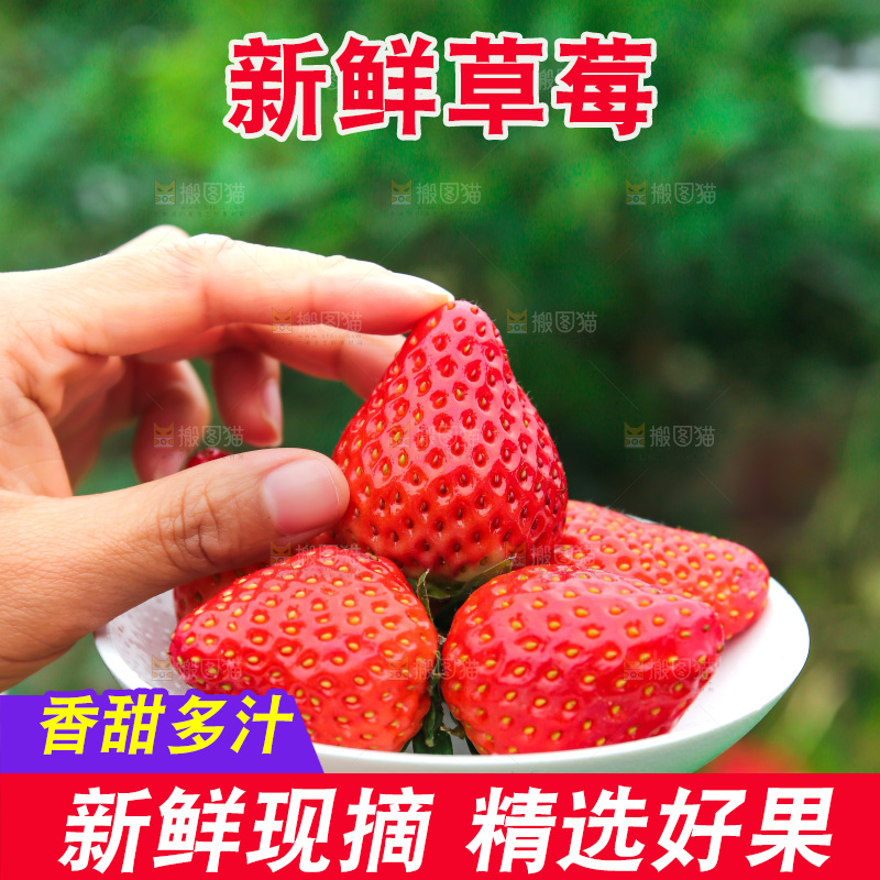 礼盒装新鲜丹东草莓